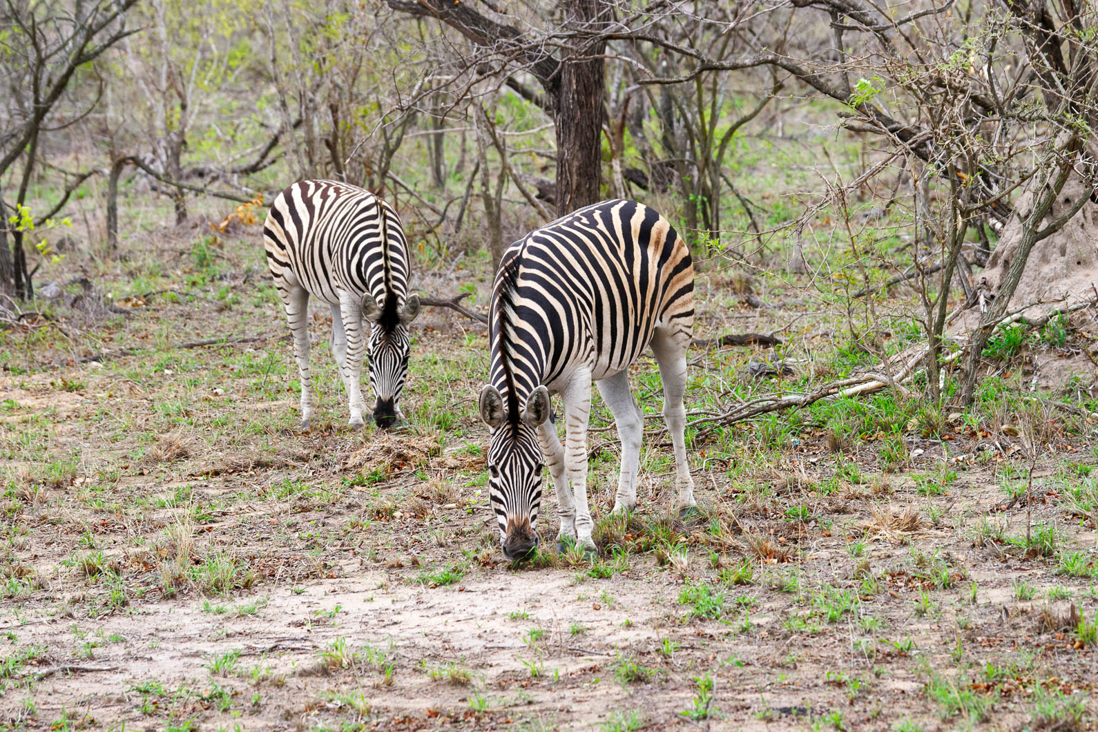 20161113 090752 Krüger Nationalpark